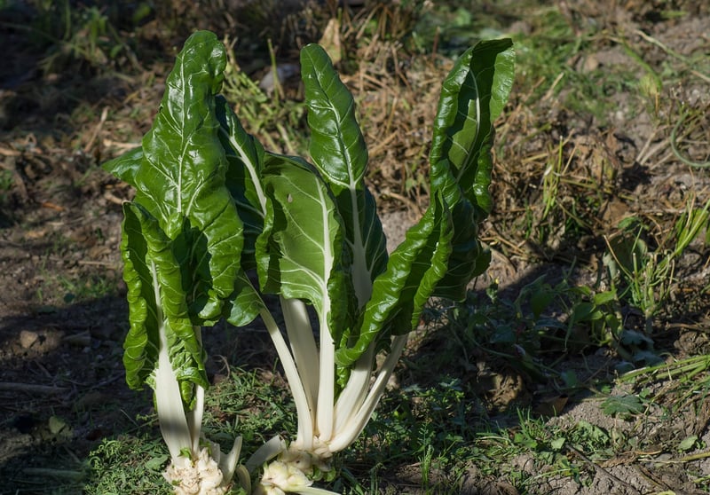 Leafy Greens